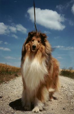 Larsen of Colomber Field 2