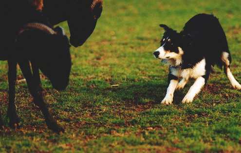 {short description of image}