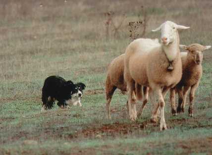 {short description of image}