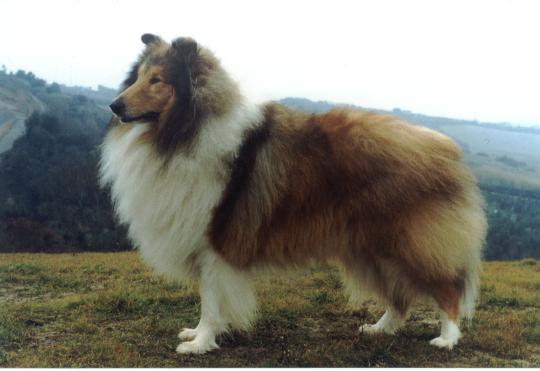 Tocco di Classe di Cambiano