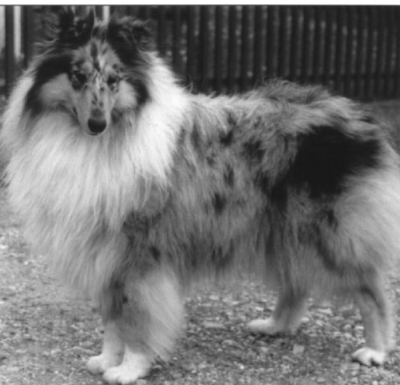 JeepCampagnola di Cmbiano