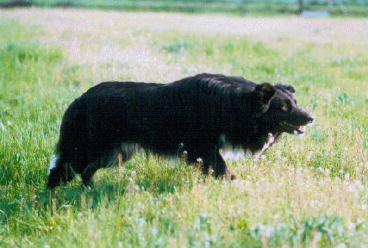 {short description of image}