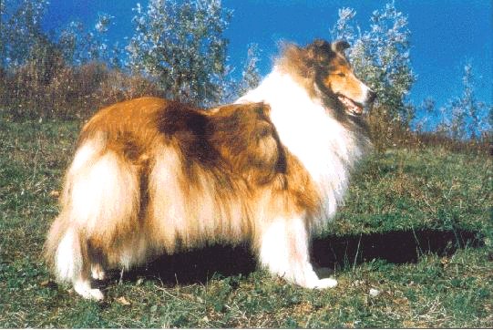 Simply Magic di Cambiano Rough Collie, sable