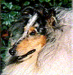 JacquardInBlue