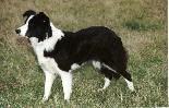 Penelope di Cambiano