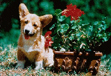{short description of image}