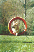 {short description of image}