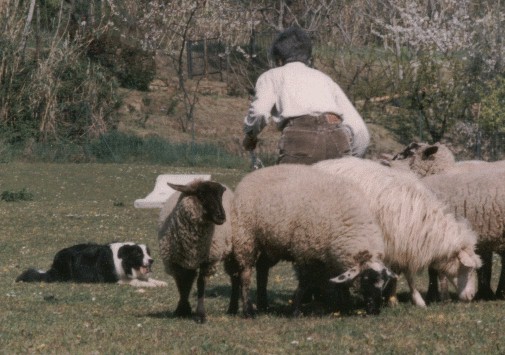 {short description of image}