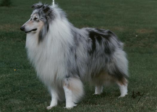 CambianoBludiCambiano