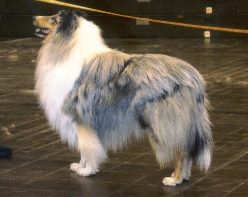 {short description of image}