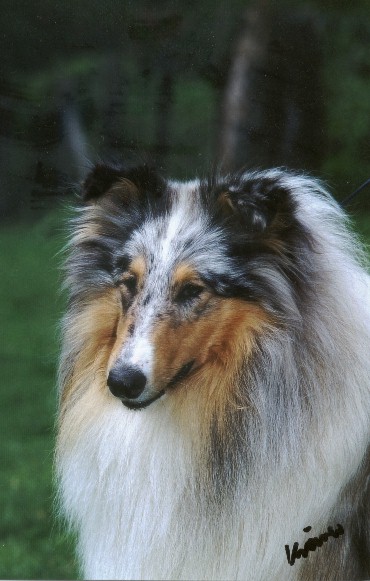 {short description of image}