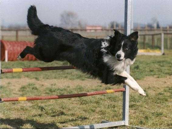 Eiko v.d. drei eichen