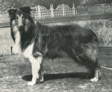 Frank Fulvo di Cambiano