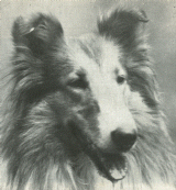 Josy Fulva di Cambiano