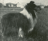 Kilt Nero di Cambiano