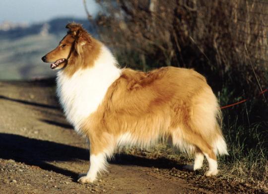 Kose da Matti di Cambiano