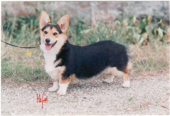 MinacciaNeraDiCambiano