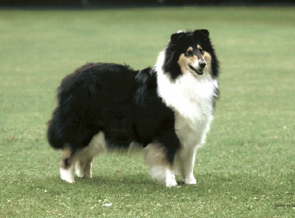 She Is From Top di Cambiano