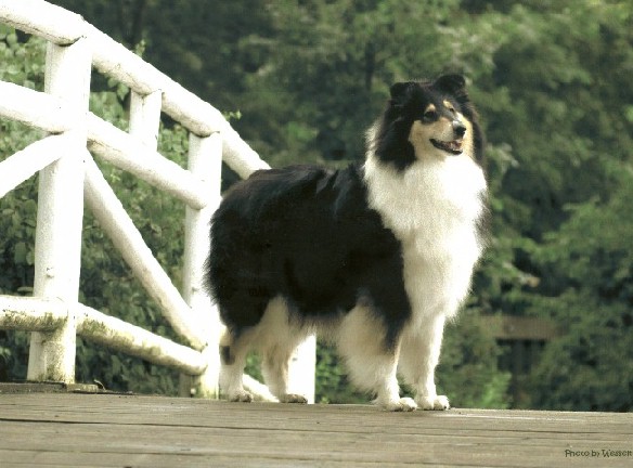 SheIsFromTop di Cambiano