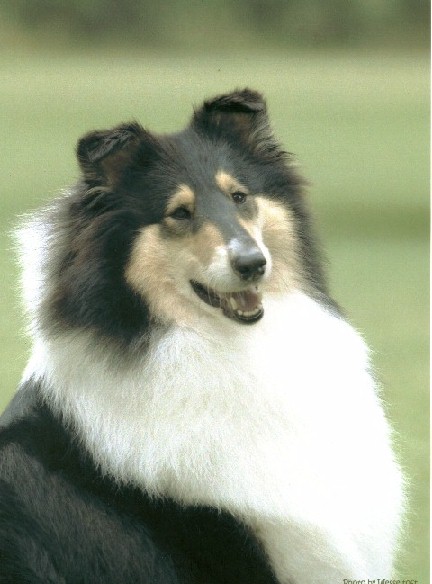 SheIsFromTop di Cambiano