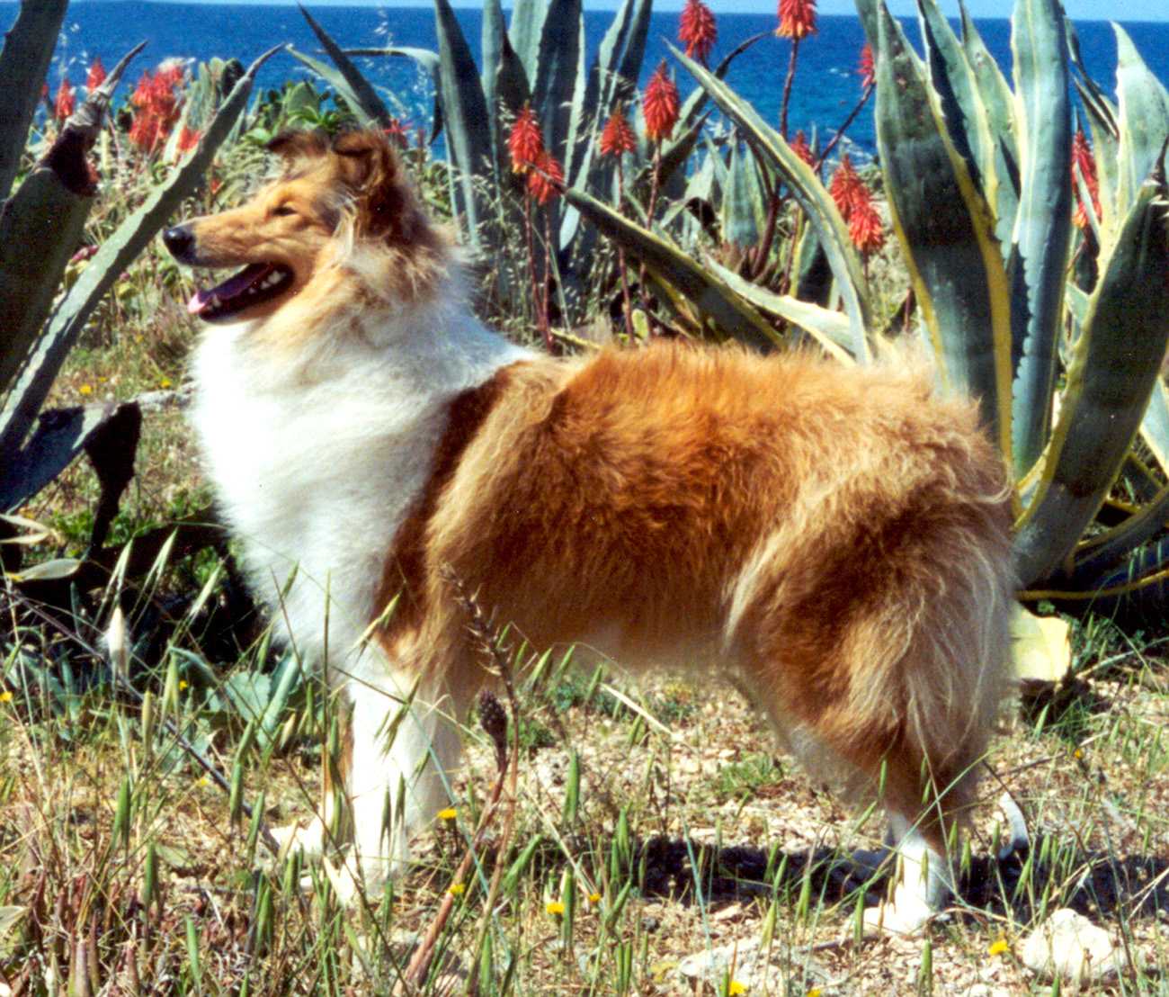 {short description of image}