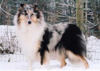 BlackPantsDiCambiano