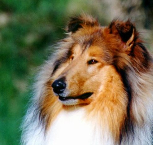 {short description of image}