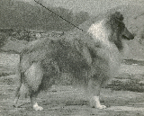 Amber In Gold di Cambiano