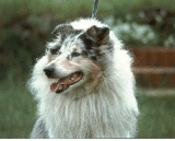 {short description of image}