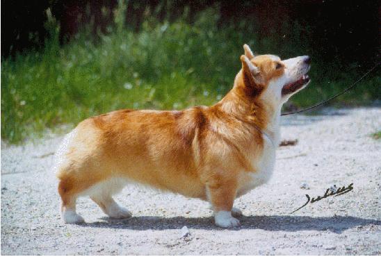 {short description of image}