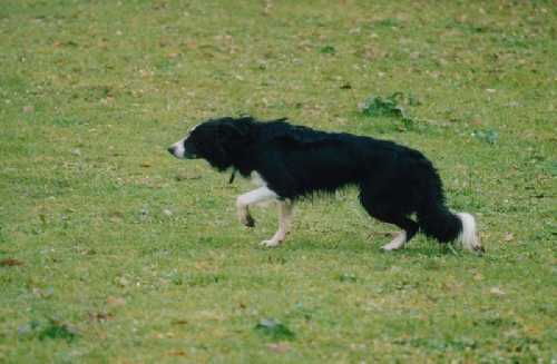 Teremari di Cambiano