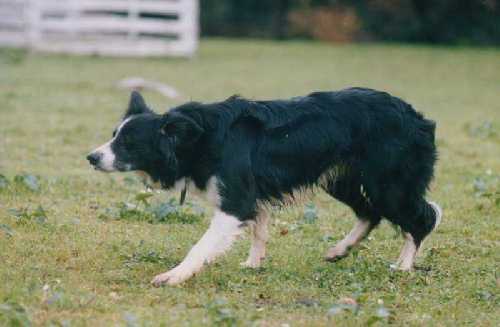 Teremari di Cambiano